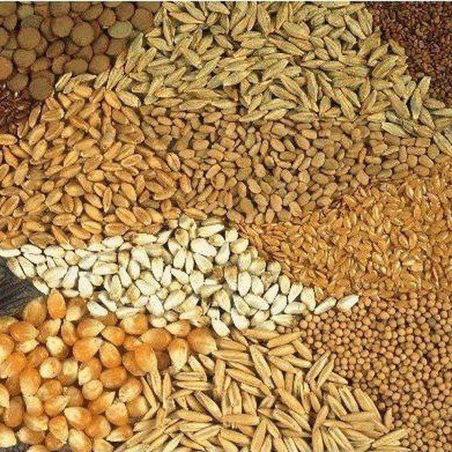 Arpa, kepak, makkajaxori, don, bug’doy, shulxa, tariq mol, qo’y, tovuq