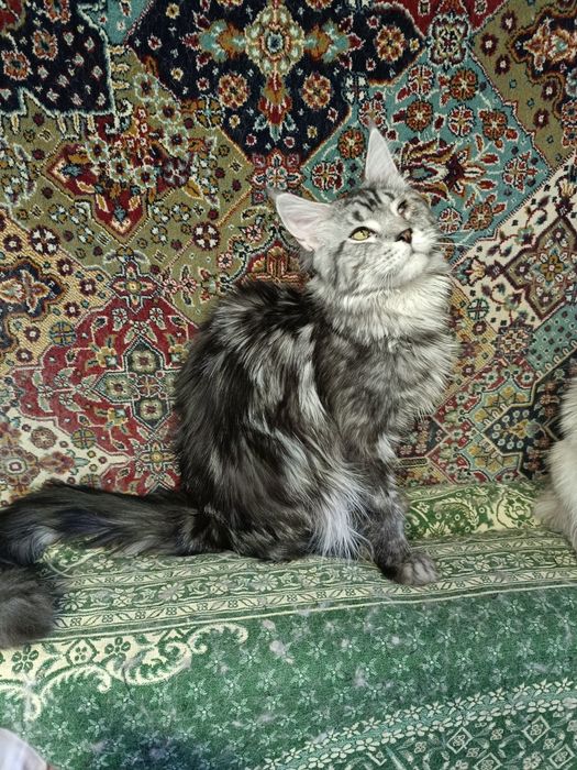 Котик Мейн Кун в добрые руки