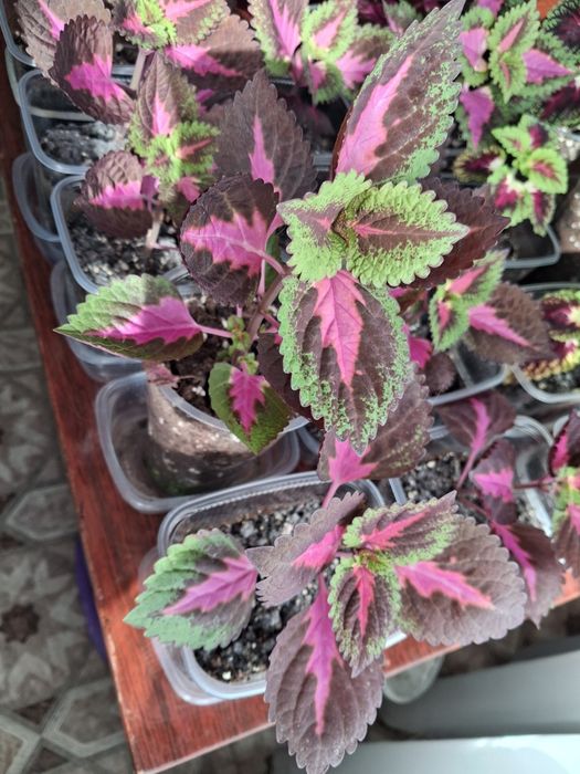 Продам цветы колеусы