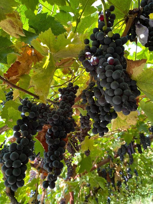 Struguri de vânzare Roșioara și negritură