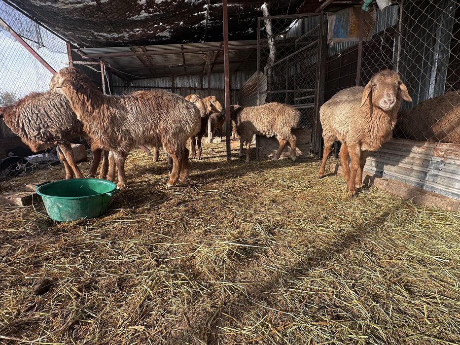 Арашан токты кошкар