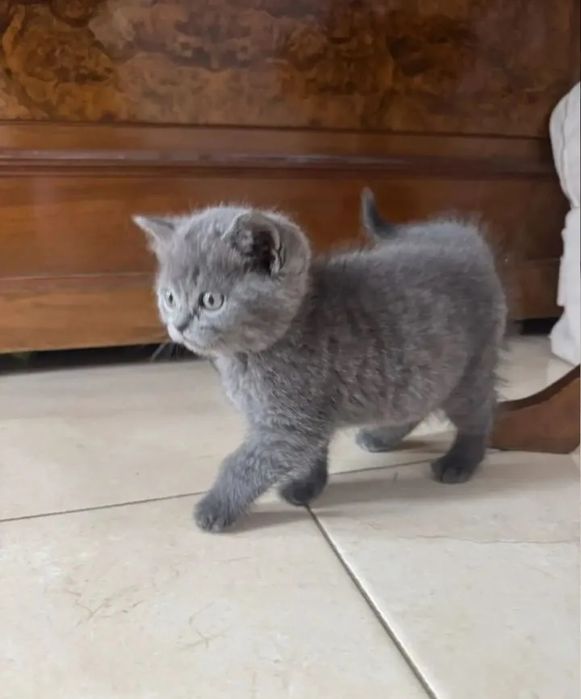 Котята мальчики и девочки 1.5 мес  британские