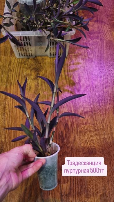 Цветы от 500 до 5000