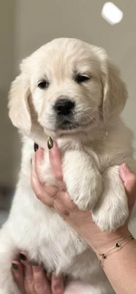 De vânzare – Pui Golden Retriever FCI, 8 săptămâni