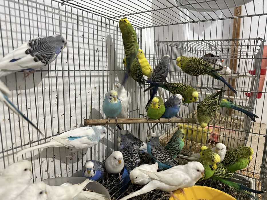 Продажа попугай волнистые ( Оптим и разницу)