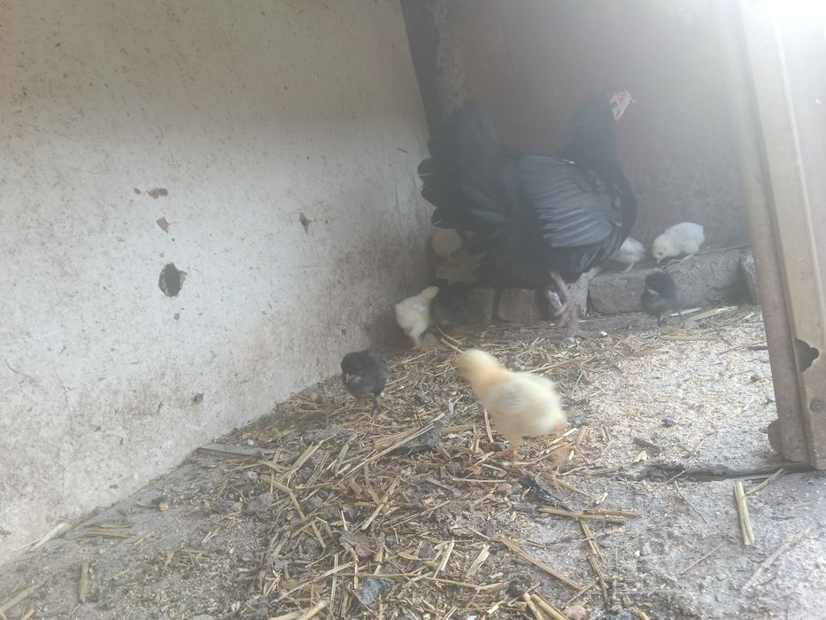 Ona Tovuqoar bor jojalar bilan