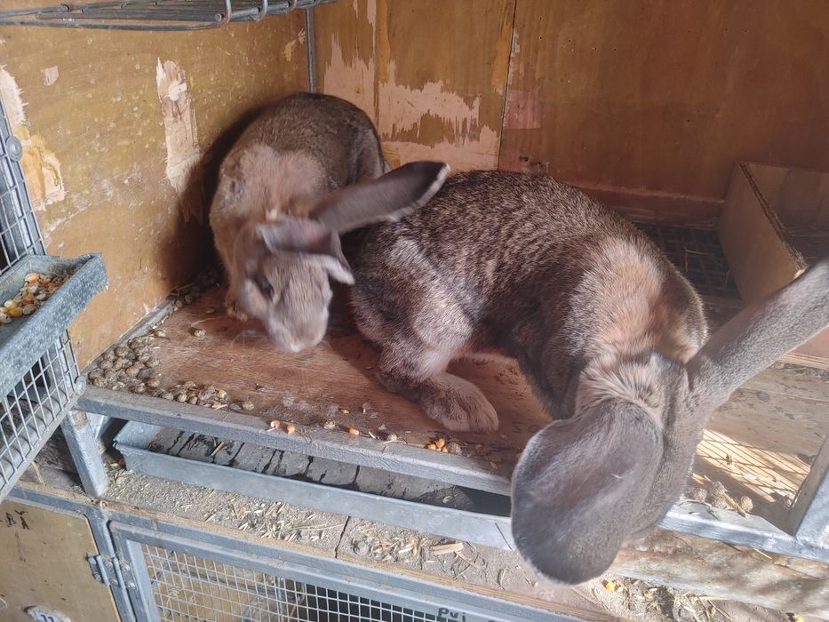 Vind iepuri Urias German