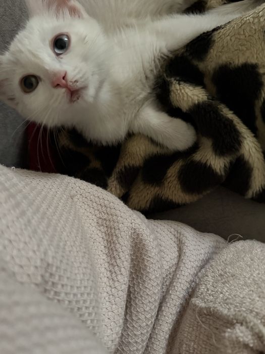 Котяты бесплатно