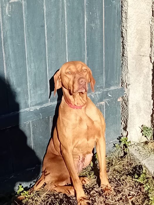 Vizsla maghiara - femela