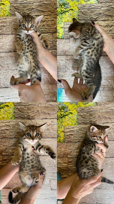 Бенгальские котята