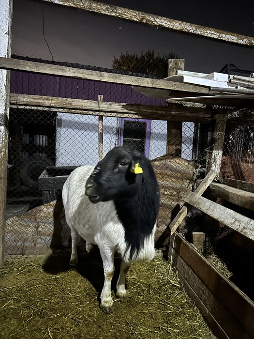 Продам племенного барана Дорпер