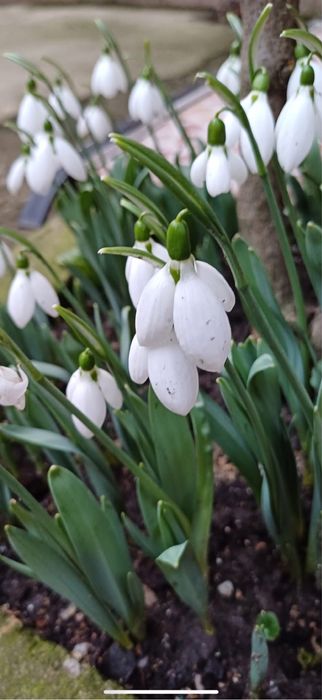 Bulbi de ghiocei , lalele narcise crini bujori irisi