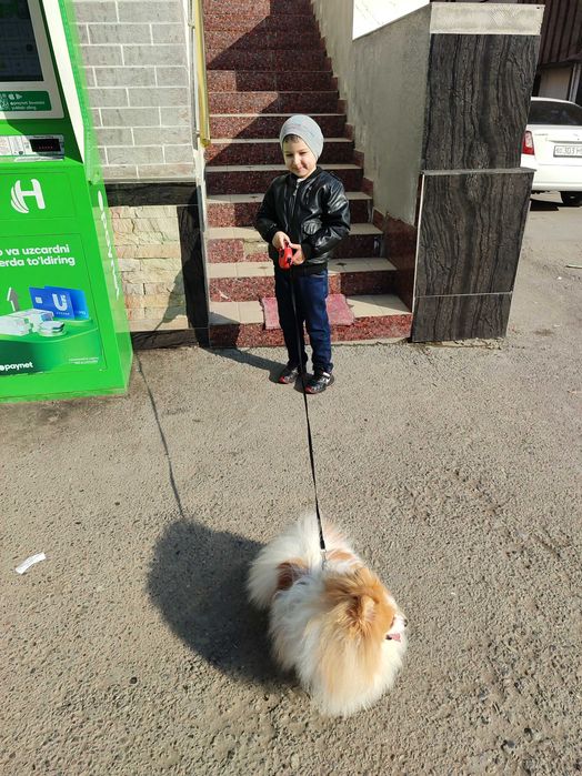 Продается померанский шпиц