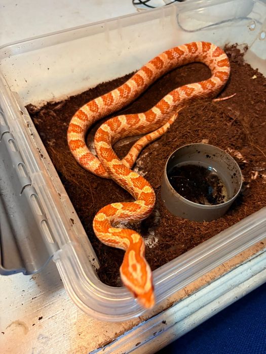 Corn snake cauta casa noua