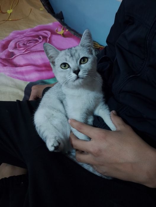 Zottor mushuk qiz bola tezlik bilan sotiladi