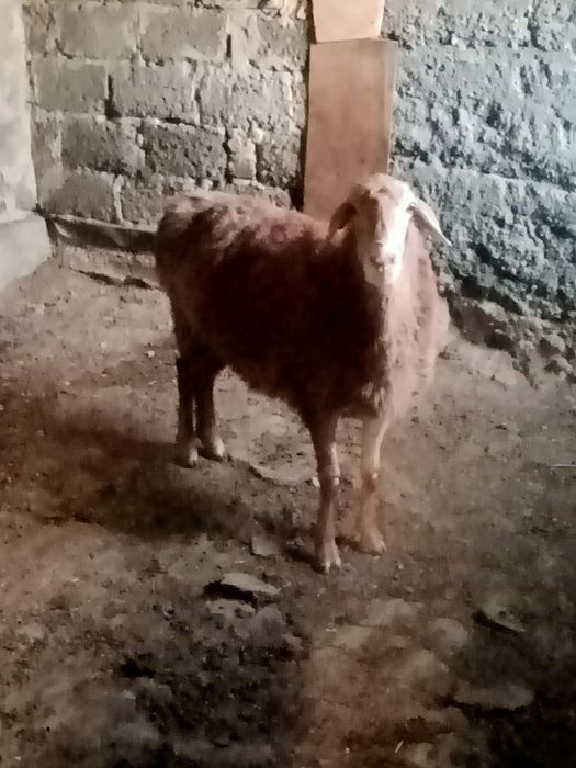 Продам барана кой сатылады
