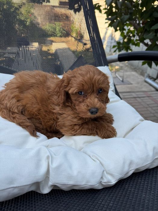 Puddel-Caniche Toy baiat cu carnet