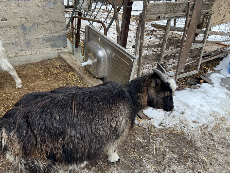 Продам Альпискую дойную козу