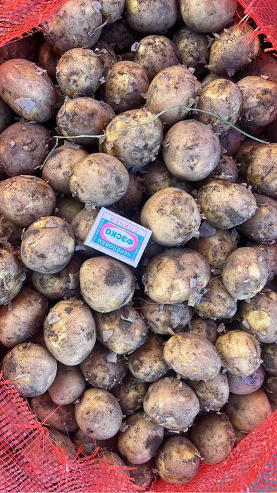 Продам картофель 80