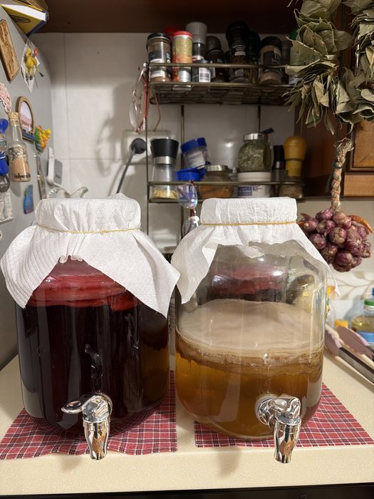 Продаю чайный гриб