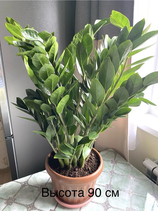 Комнатные растения