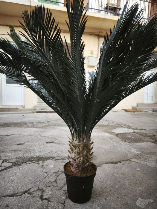 Planta decorativa plastic