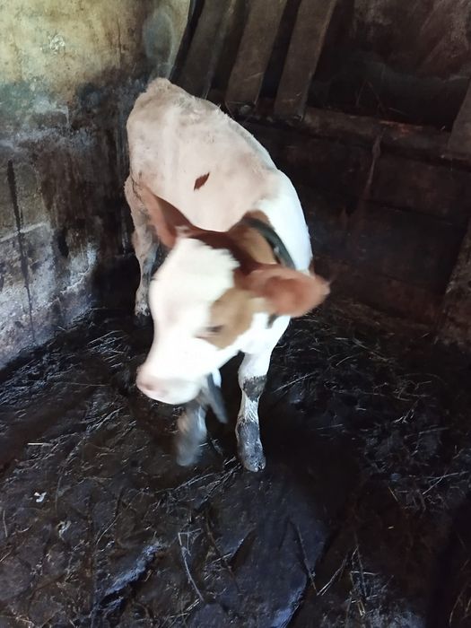 Vând viței de lapte