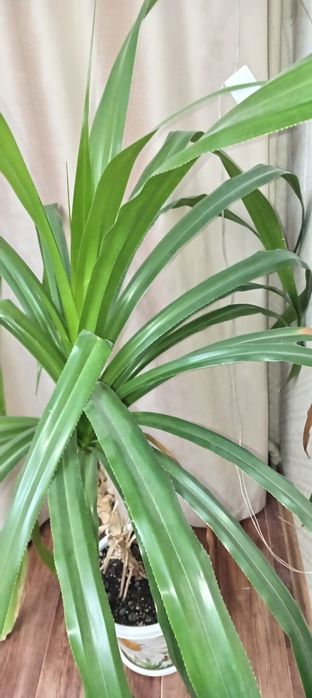 Цветок Панданус.18000