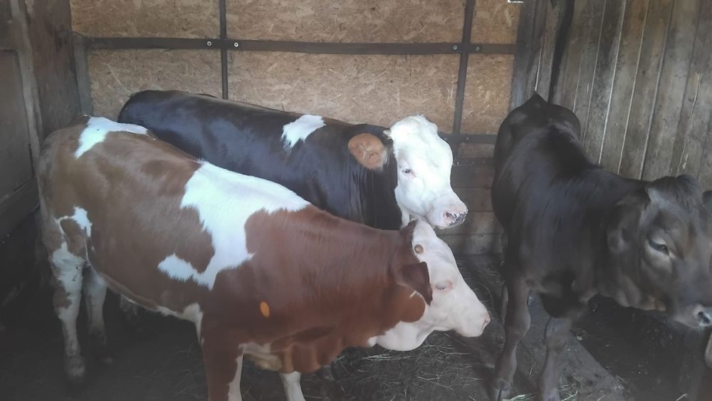 Vând 3 viței din monta artificială