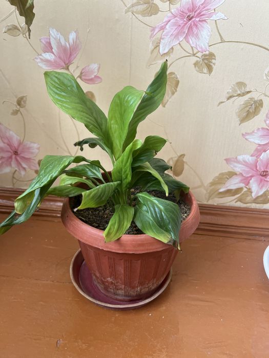 Женское счастье - спатифиллум