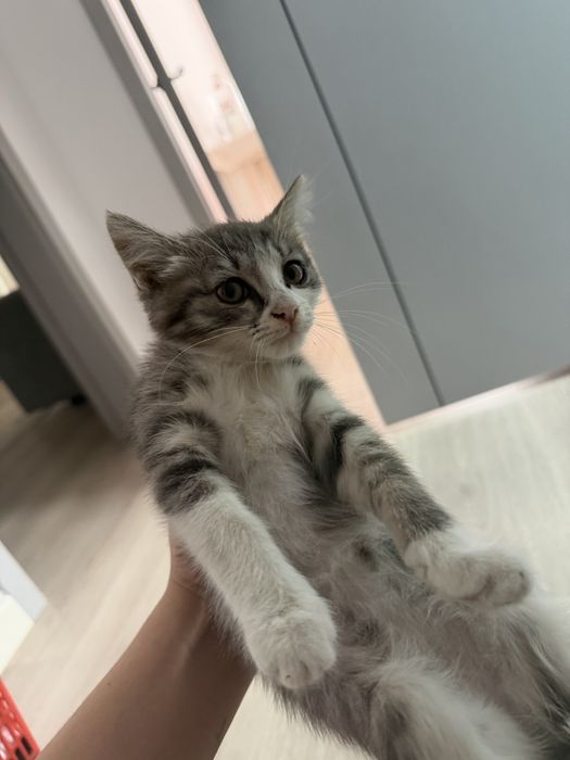Котенок в хорошие руки