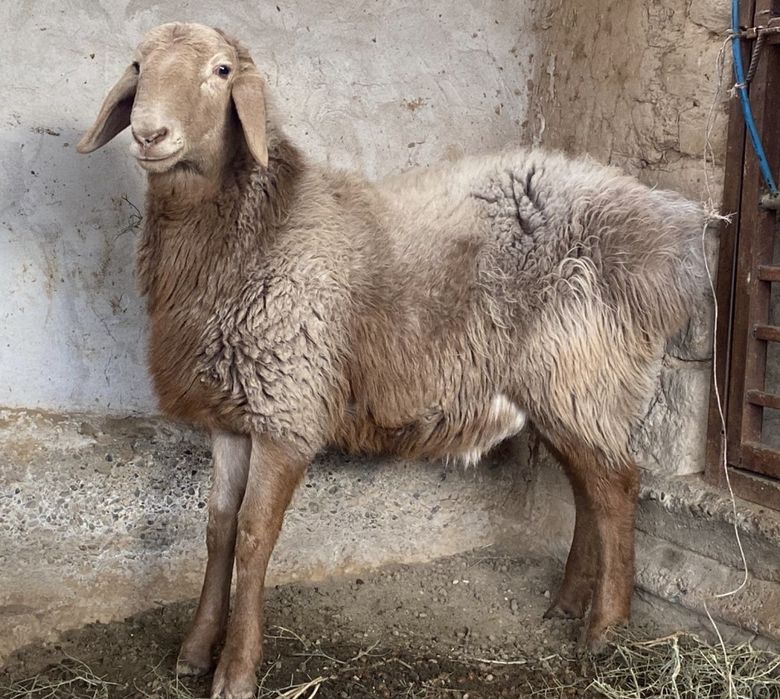 Таза қанды арашан