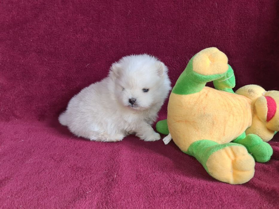 Продам шикарных щенков померашек