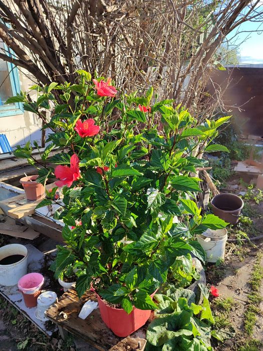 Продам цветок Гибискус