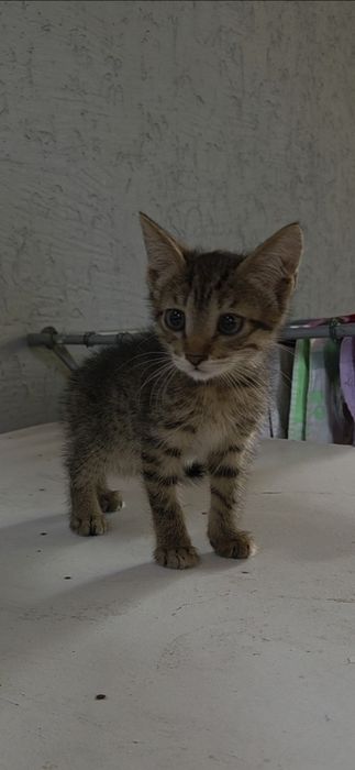 Котёнок умный,спокойный