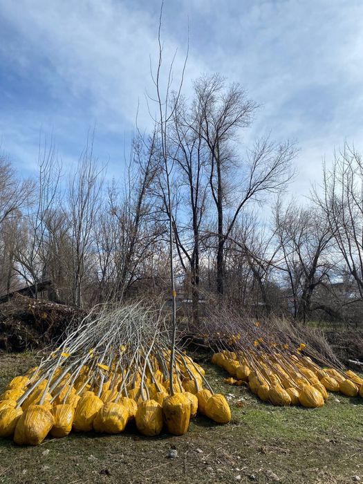 Продам карагач, тополь, лиственные деревья