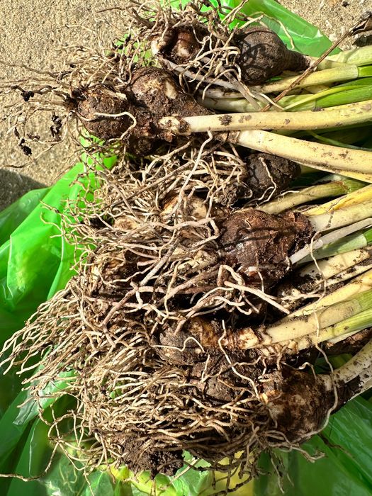 Луковици на кокичета