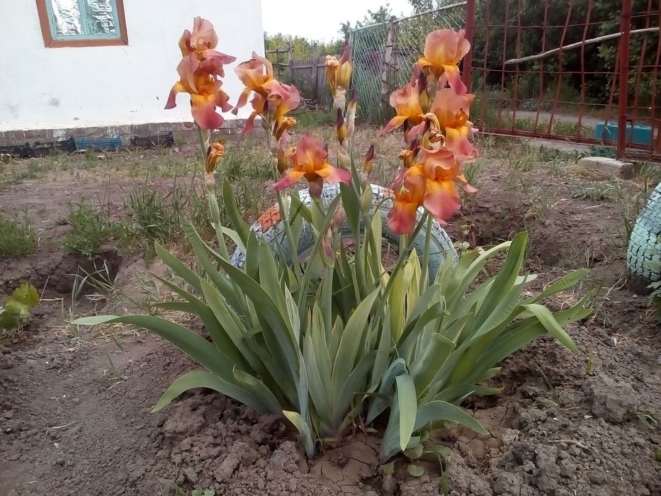 Продам ирисы дачные