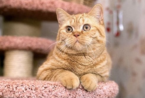 Продам породистых котят