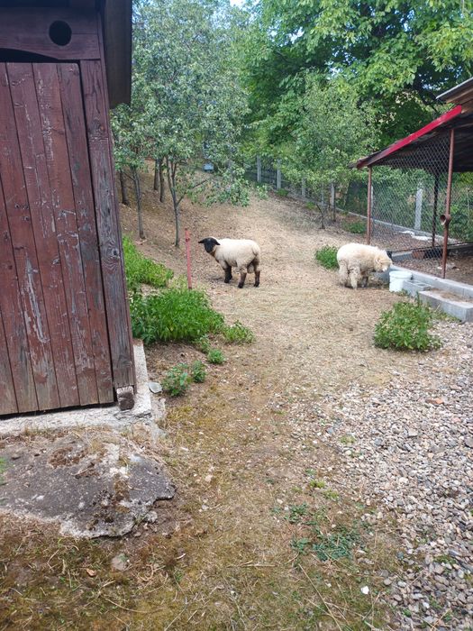 Vand doi berbecuți.