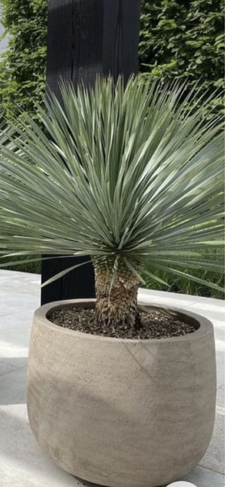 Palmieri calitate extra