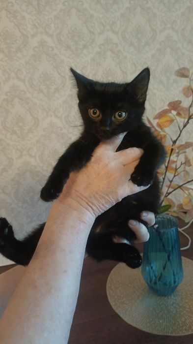 Котенок девочка.