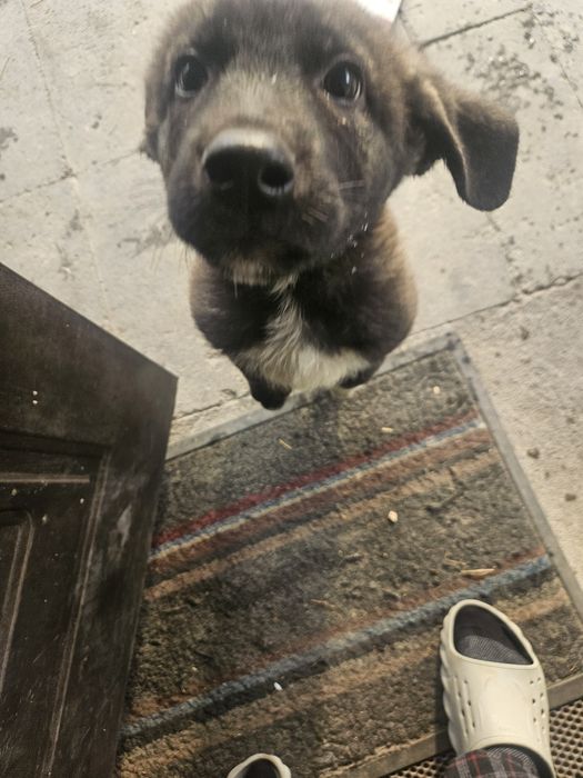 Собачка дворняга 3 месяца