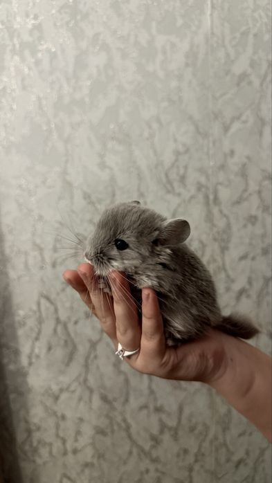 Продам малыша Шиншиллу