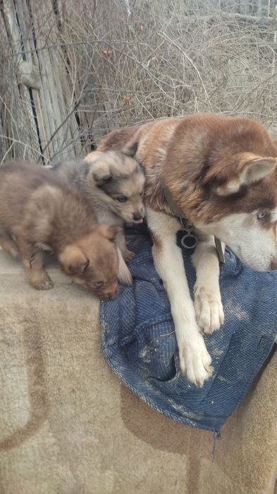 Щенята хаски девочки