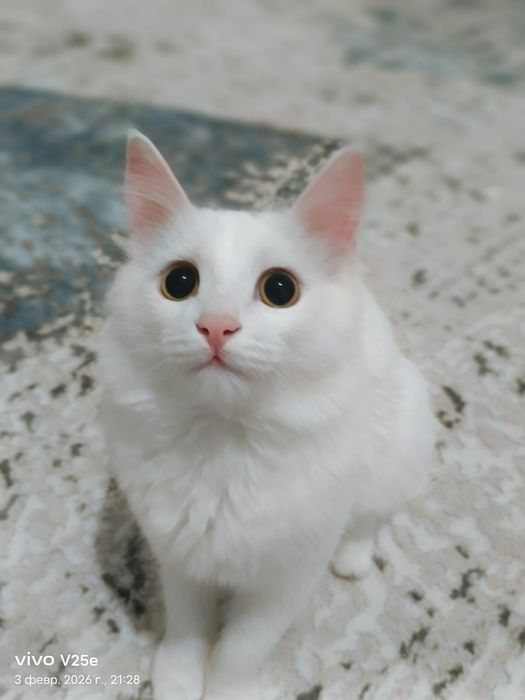 Пушистый Кот мальчик