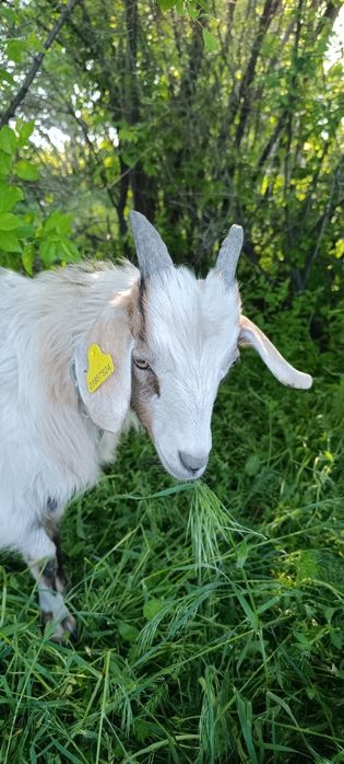 Продам коз. 4 штуки
