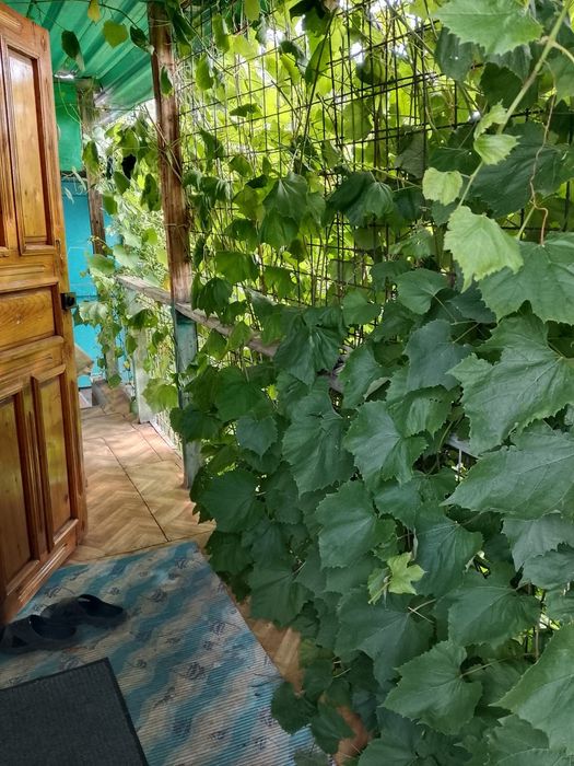 Продам дачу в обществе природа