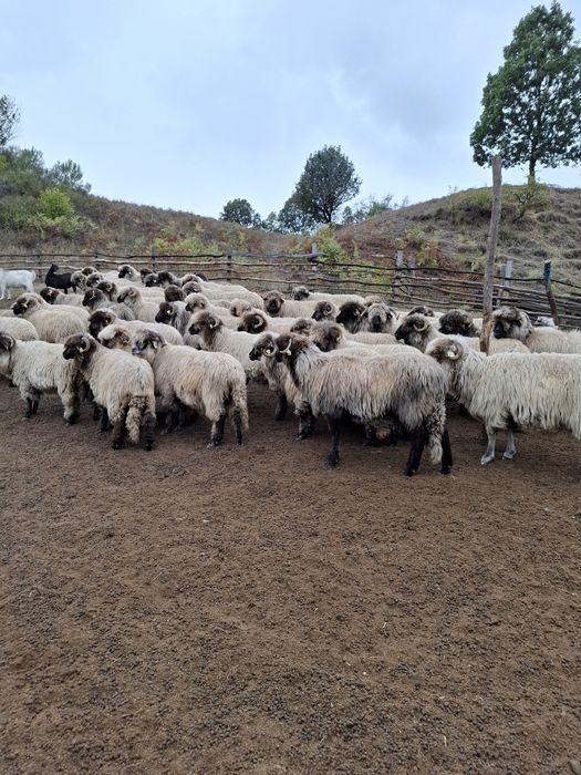 De vânzare detali la telefon