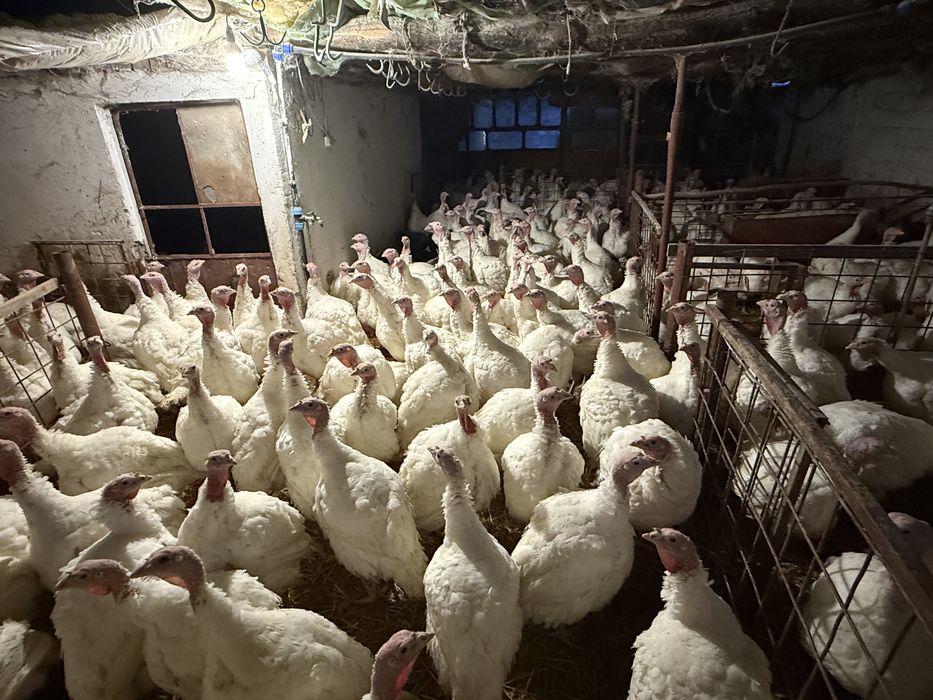 Curci si curcani albi de carne